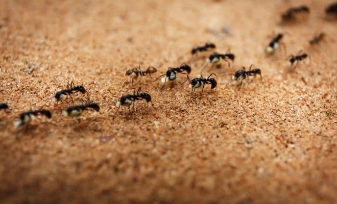 Qué significa soñar con hormigas