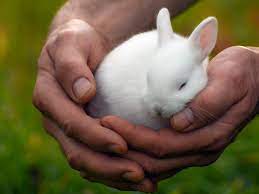 ¿Qué significa soñar con un conejo?